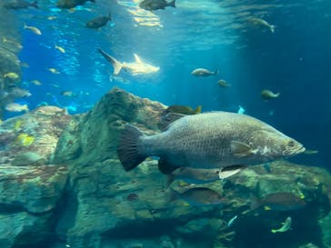大分マリーンパレス水族館 「うみたまご」に投稿された画像（2021/8/9）