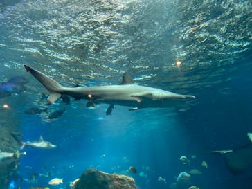 大分マリーンパレス水族館 「うみたまご」に投稿された画像（2021/8/9）