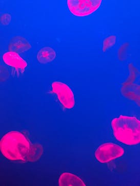 大分マリーンパレス水族館 「うみたまご」に投稿された画像（2021/8/9）