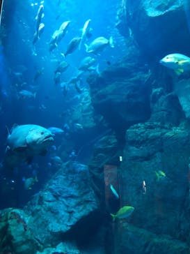 大分マリーンパレス水族館 「うみたまご」に投稿された画像（2021/8/9）