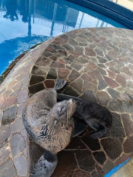 大分マリーンパレス水族館 「うみたまご」に投稿された画像（2021/8/9）
