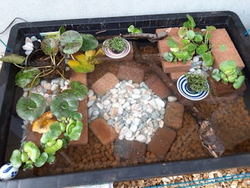 天然温泉 湯舞音 龍ケ崎店に投稿された画像（2021/8/9）