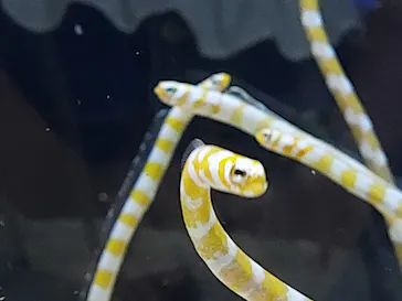 すみだ水族館に投稿された画像（2021/8/9）