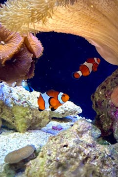 京都水族館に投稿された画像（2021/8/9）