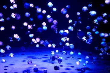 京都水族館に投稿された画像（2021/8/9）