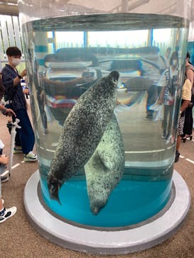 京都水族館に投稿された画像（2021/8/9）