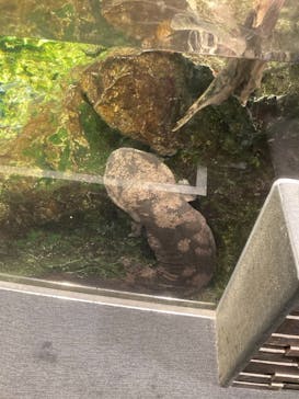 京都水族館に投稿された画像（2021/8/9）