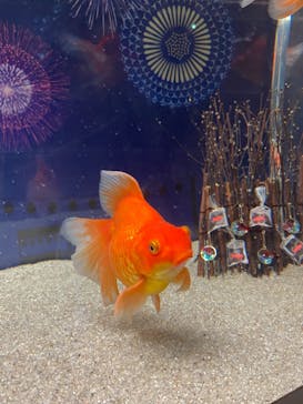 マクセル アクアパーク品川に投稿された画像（2021/8/9）