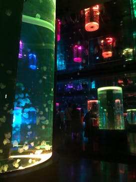 マクセル アクアパーク品川に投稿された画像（2021/8/9）