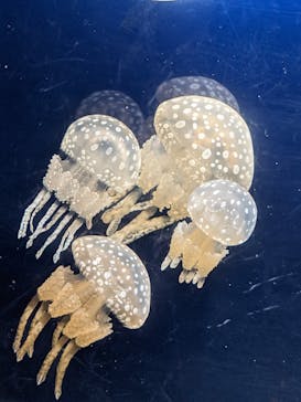 鳥羽水族館に投稿された画像（2021/8/9）