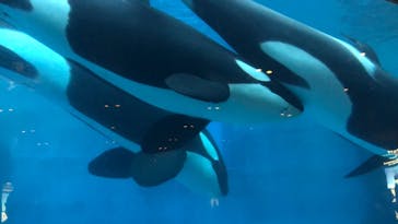 名古屋港水族館に投稿された画像（2021/8/9）
