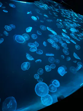 すみだ水族館に投稿された画像（2021/8/9）