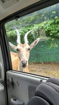 群馬サファリパークに投稿された画像（2021/8/9）