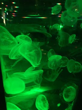 マクセル アクアパーク品川に投稿された画像（2021/8/9）