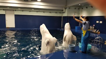 島根県立 しまね海洋館に投稿された画像（2021/8/9）