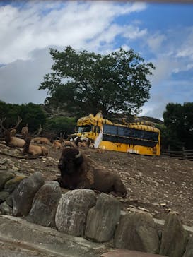 群馬サファリパークに投稿された画像（2021/8/9）