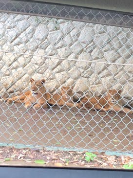 群馬サファリパークに投稿された画像（2021/8/9）