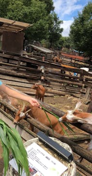 群馬サファリパークに投稿された画像（2021/8/9）