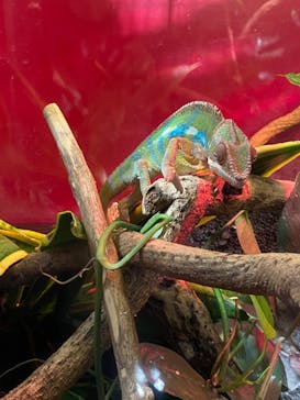 カワスイ 川崎⽔族館に投稿された画像（2021/8/9）