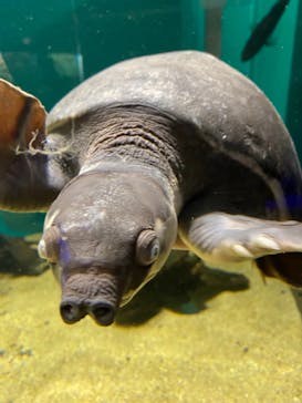 カワスイ 川崎⽔族館に投稿された画像（2021/8/9）