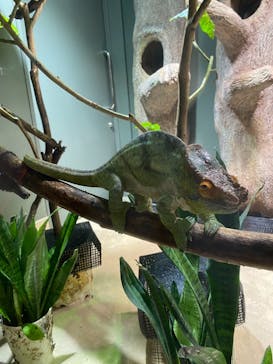 カワスイ 川崎⽔族館に投稿された画像（2021/8/9）