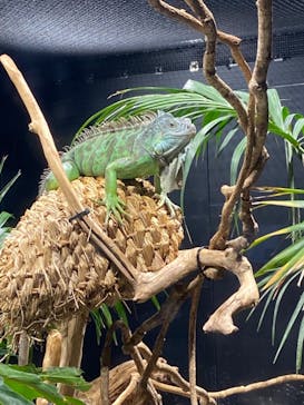 カワスイ 川崎⽔族館に投稿された画像（2021/8/9）