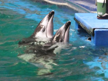 マクセル アクアパーク品川に投稿された画像（2021/8/9）