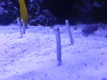 マクセル アクアパーク品川に投稿された画像（2021/8/9）