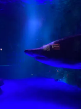 横浜・八景島シーパラダイスに投稿された画像（2021/8/9）