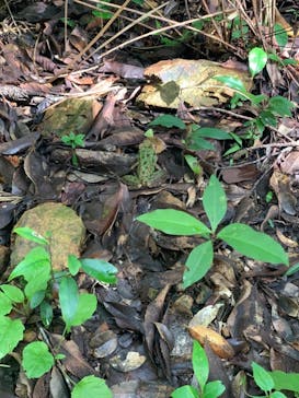 マングローブ茶屋に投稿された画像（2021/8/9）