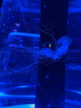 マクセル アクアパーク品川に投稿された画像（2021/8/9）