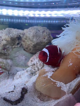 マクセル アクアパーク品川に投稿された画像（2021/8/9）