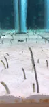 すみだ水族館に投稿された画像（2021/8/9）