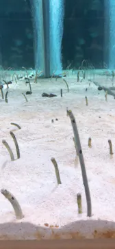 すみだ水族館に投稿された画像（2021/8/9）