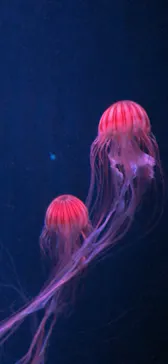 すみだ水族館に投稿された画像（2021/8/9）