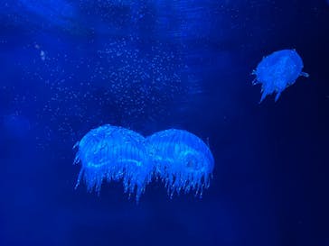 マリンワールド海の中道に投稿された画像（2021/8/9）