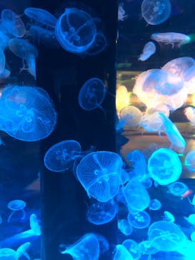 マクセル アクアパーク品川に投稿された画像（2021/8/9）