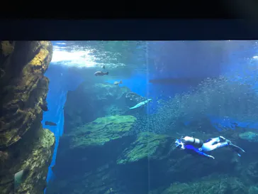 仙台うみの杜水族館に投稿された画像（2021/8/9）