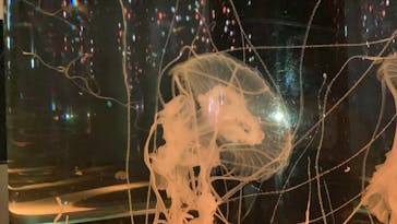 マクセル アクアパーク品川に投稿された画像（2021/8/9）