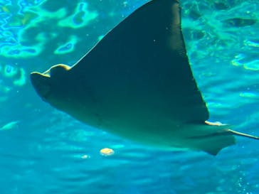 マクセル アクアパーク品川に投稿された画像（2021/8/9）