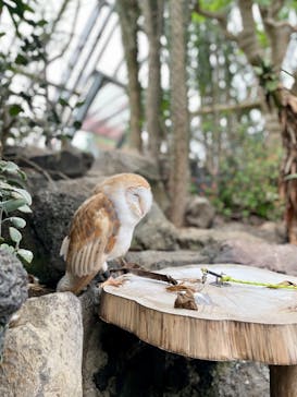 伊豆シャボテン動物公園に投稿された画像（2021/8/10）