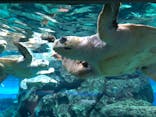 名古屋港水族館に投稿された画像（2021/8/10）