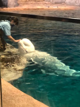 名古屋港水族館に投稿された画像（2021/8/10）