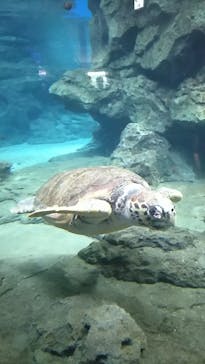 名古屋港水族館に投稿された画像（2021/8/10）