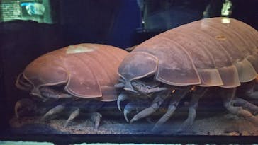 名古屋港水族館に投稿された画像（2021/8/10）