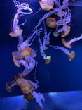 すみだ水族館に投稿された画像（2021/8/10）