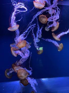 すみだ水族館に投稿された画像（2021/8/10）