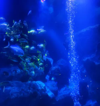 すみだ水族館に投稿された画像（2021/8/10）