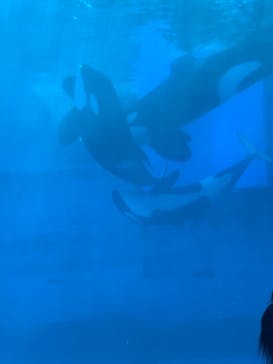 名古屋港水族館に投稿された画像（2021/8/10）