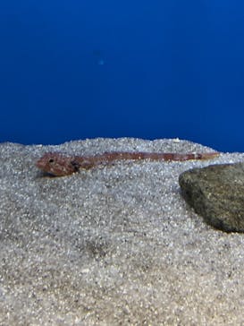 名古屋港水族館に投稿された画像（2021/8/10）